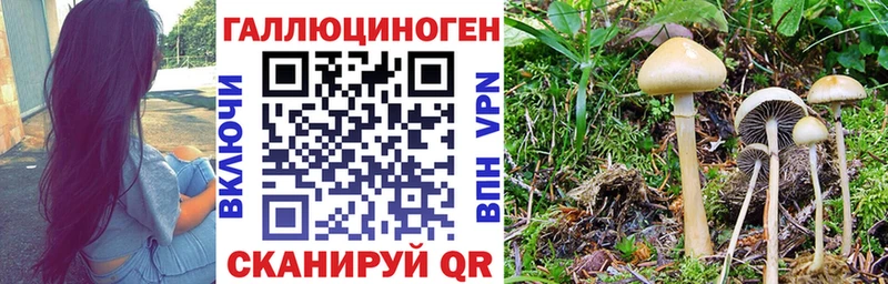 KRAKEN рабочий сайт  где продают   Новороссийск  Галлюциногенные грибы Psilocybine cubensis 